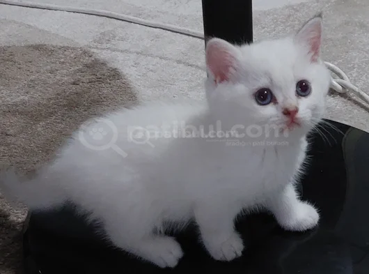 Safkan British Shorthair  Aciklamayı Okuyun Lutfen görsel