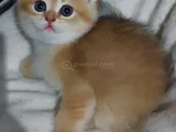 Safkan British Shorthair  Aciklamayı Okuyun Lutfen