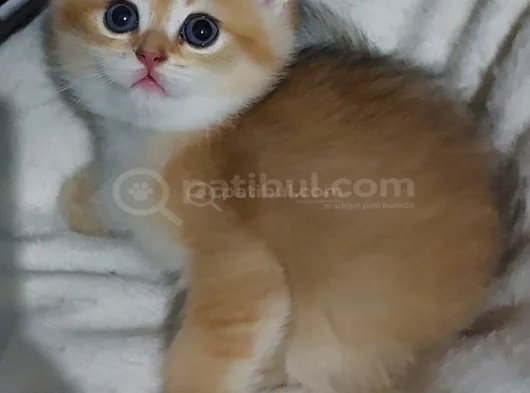Safkan British Shorthair  Aciklamayı Okuyun Lutfen görsel