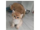Safkan British Shorthair  Aciklamayı Okuyun Lutfen