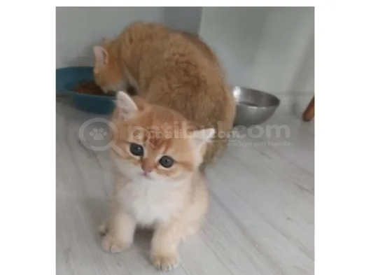 Safkan British Shorthair  Aciklamayı Okuyun Lutfen görsel