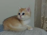 Safkan british shorthair  aciklamayı okuyun lutfen