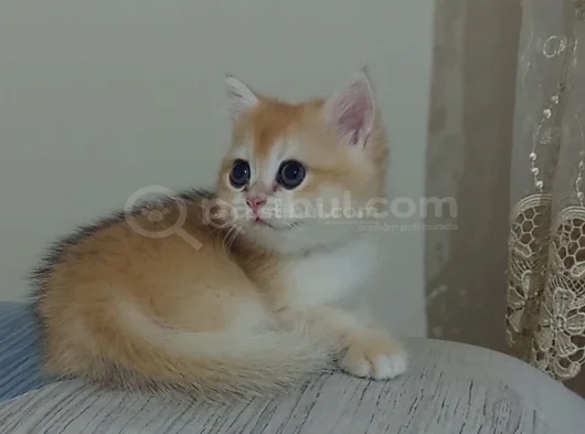 Safkan British Shorthair  Aciklamayı Okuyun Lutfen