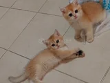 Safkan British Shorthair  Aciklamayı Okuyun Lutfen