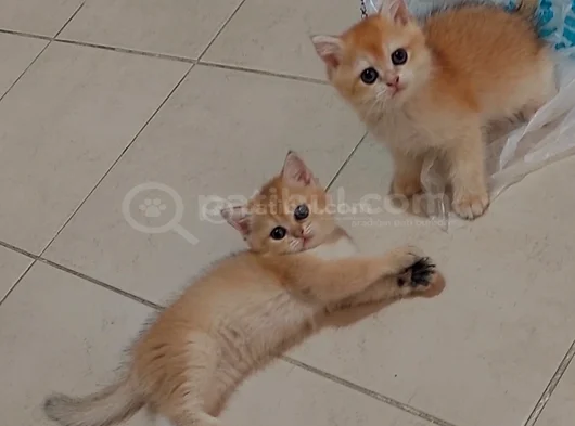 Safkan British Shorthair  Aciklamayı Okuyun Lutfen görsel