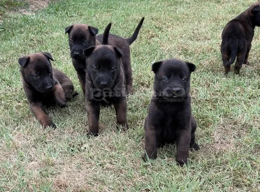 Aranan Kan Hattı A Kalite Malinois Yavrular