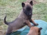 Aranan Kan Hattı A Kalite Malinois Yavrular