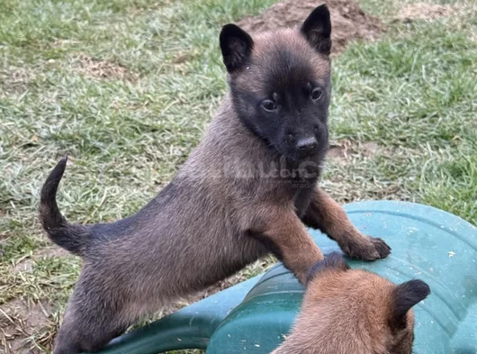Aranan Kan Hattı A Kalite Malinois Yavrular görsel