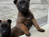 Aranan Kan Hattı A Kalite Malinois Yavrular