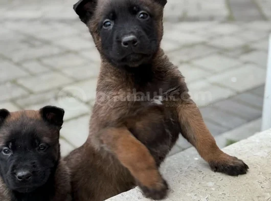 Aranan Kan Hattı A Kalite Malinois Yavrular görsel