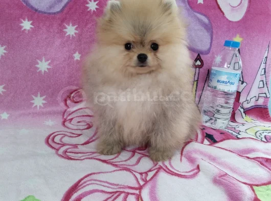 Orjinal Ayı Sürat Pomaeriyan Boo görsel