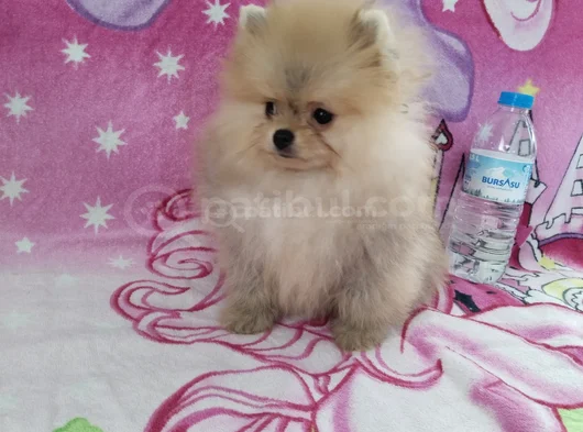 Orjinal Ayı Sürat Pomaeriyan Boo görsel