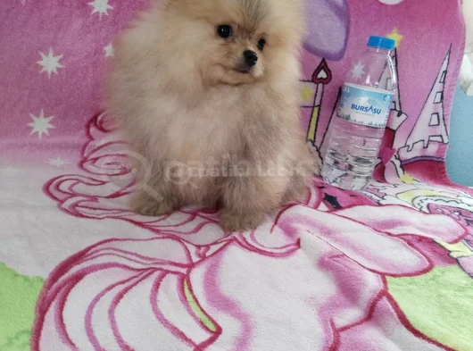 Orjinal Ayı Sürat Pomaeriyan Boo görsel