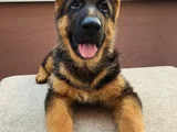 Alman Çoban Köpeği