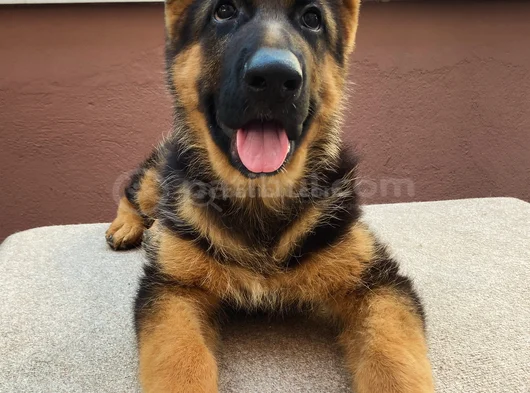 Alman Çoban Köpeği görsel