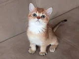 Muhteşem British Shorthair Yavrular