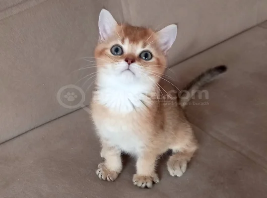 Muhteşem British Shorthair Yavrular