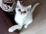 Muhteşem British Shorthair Yavrular