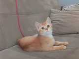 Muhteşem British Shorthair Yavrular