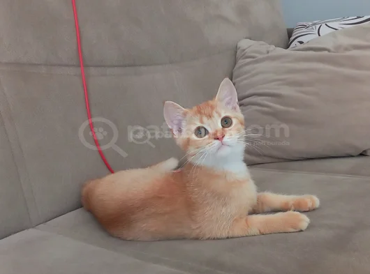 Muhteşem British Shorthair Yavrular görsel