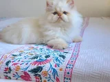 Emsalsi̇z Güzelli̇k Bebek Surat Bri̇ti̇sh Long Redpoi̇nt Yavrumuz