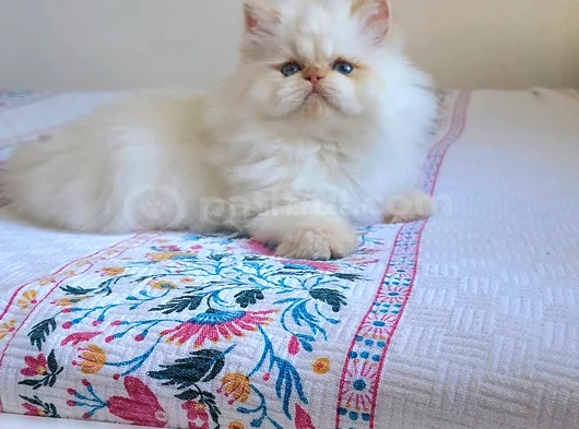 Emsalsi̇z Güzelli̇k Bebek Surat Bri̇ti̇sh Long Redpoi̇nt Yavrumuz görsel