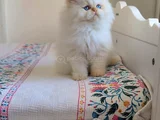 Emsalsi̇z Güzelli̇k Bebek Surat Bri̇ti̇sh Long Redpoi̇nt Yavrumuz