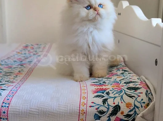 Emsalsi̇z Güzelli̇k Bebek Surat Bri̇ti̇sh Long Redpoi̇nt Yavrumuz görsel