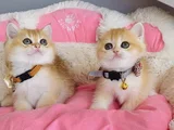 Scr Li Anne Babadan Golden Ny12 British Shorthair