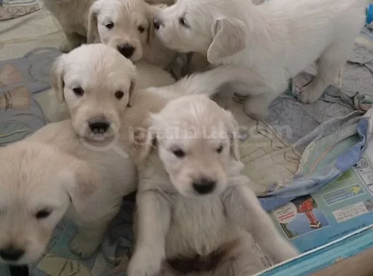 Bal Gi̇bi̇ Golden Bebekler görsel