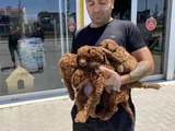 Renk Renk Orji̇nal Toy Poodle Yavrularimiz Güncel Ankara