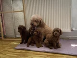 Renk Renk Orji̇nal Toy Poodle Yavrularimiz Güncel Ankara