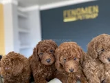Renk Renk Orji̇nal Toy Poodle Yavrularimiz Güncel Ankara