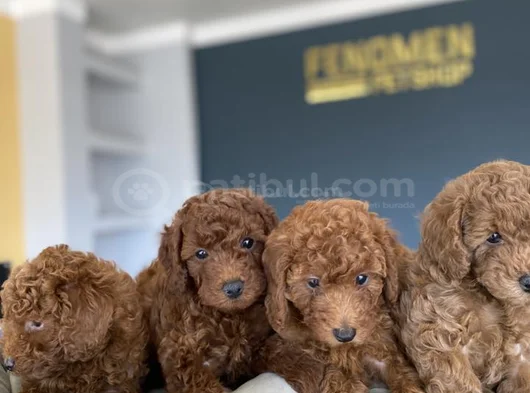 Renk Renk Orji̇nal Toy Poodle Yavrularimiz Güncel Ankara görsel