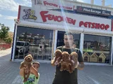 Renk Renk Orji̇nal Toy Poodle Yavrularimiz Güncel Ankara