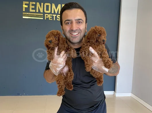 Renk Renk Orji̇nal Toy Poodle Yavrularimiz Güncel Ankara görsel