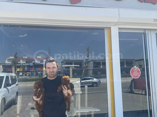 Renk Renk Orji̇nal Toy Poodle Yavrularimiz Güncel Ankara görsel