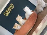 Kedi̇ci̇den Renk Renk British Shorthair Yavrulari Ankara