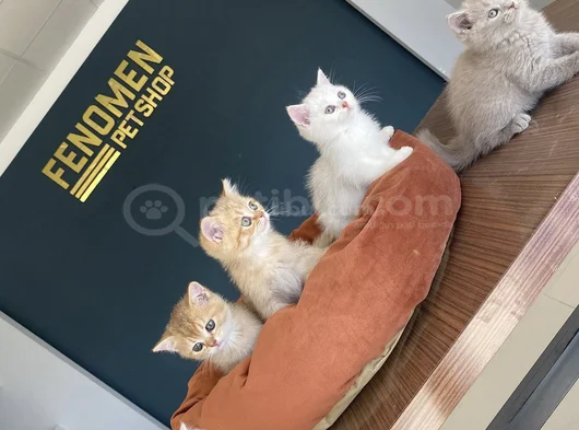 Kedi̇ci̇den Renk Renk British Shorthair Yavrulari Ankara görsel