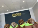 Renk Renk Orji̇nal Toy Poodle Yavrularimiz Güncel Ankara