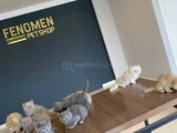 Kedi̇ci̇den Renk Renk British Shorthair Yavrulari Ankara