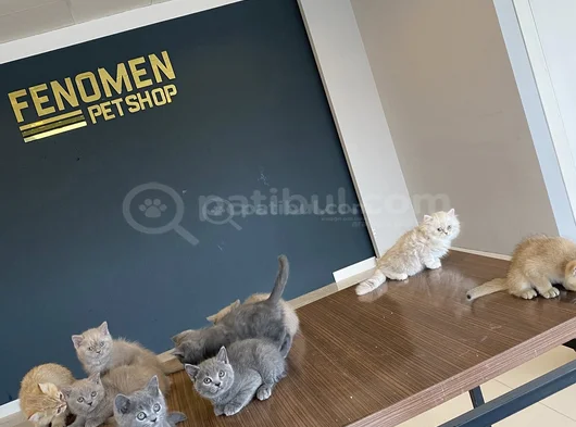 Kedi̇ci̇den Renk Renk British Shorthair Yavrulari Ankara görsel