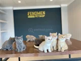 Kedi̇ci̇den Renk Renk British Shorthair Yavrulari Ankara