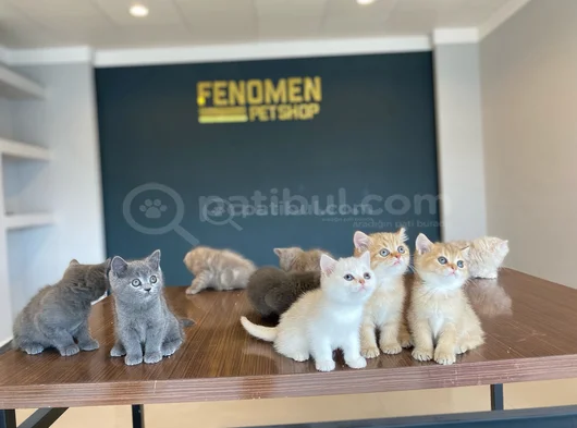Kedi̇ci̇den Renk Renk British Shorthair Yavrulari Ankara görsel