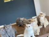 KEDİCİDEN RENK RENK BRITISH SHORTHAIR YAVRULARI ANKARA