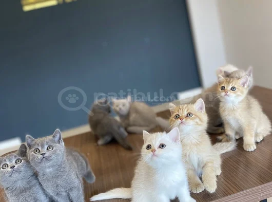 Kedi̇ci̇den Renk Renk British Shorthair Yavrulari Ankara