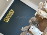 Kedi̇ci̇den Renk Renk British Shorthair Yavrulari Ankara