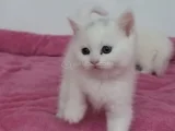 2 Di̇şi̇ 2 Erkek Bal Bebekler