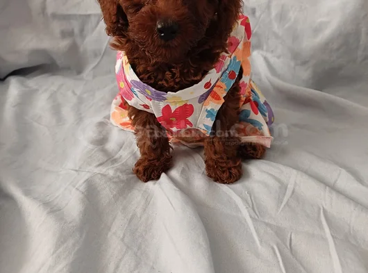 Kore Toy Poodle Yavrular görsel