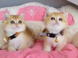 Scr Li Anne Babadan Golden Ny12 British Shorthair